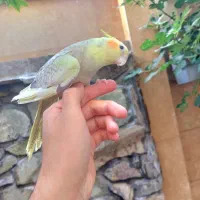 عروس هلندی مولد
