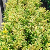 شمشاد ابلغ|گل و گیاه طبیعی|قم, وادی السلام|دیوار