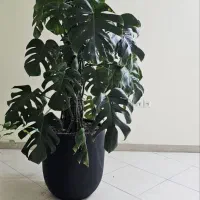 درخت برگ انجیری مانسترا