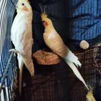 عروس هلندی  و برزیلی|پرنده|ری, سیزده آبان|دیوار