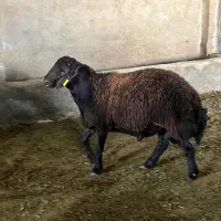 بره هترو همو چندقلوزا ژندار
