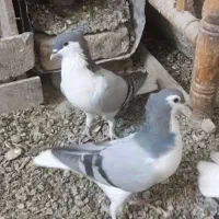 دوتا امری سبز نرو ماده یکیش کوچیکتره