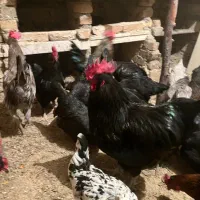 تخم نطفه دار و جوجه مرغ نیمچه بلک استار و مرندی