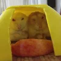 همستر های مینیاتوری