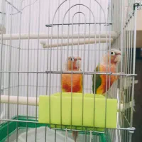 جفت گرینجیک کلکسیونی  خورشیدی شاه طوطی عروس هلندی
