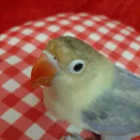 طوطی برزیلی خوشگل|پرنده|تهران, امانیه|دیوار