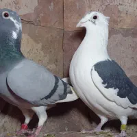 کبوتر مسافتی|پرنده|مشهد, آزادشهر|دیوار