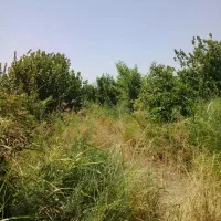 باغچه ۷۵۰ متری|فروش زمین و ملک کلنگی|اندیمشک, |دیوار