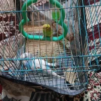 مرغ عشق زیبا|پرنده|نیشابور, هفده شهریور|دیوار