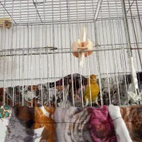 قناری نر بخون