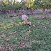 بره نر ترکی