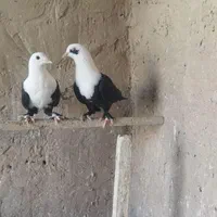 جوجه مفلق کله سفید زیبا