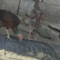 مرغ و خروس اصیل نژاد دار|حیوانات مزرعه|سراوان, |دیوار