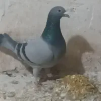 کبوتر|پرنده|تربت جام, پاسداران|دیوار