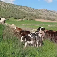 نر و ماده