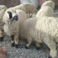 گوسفند