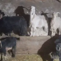 ۶تا بزغاله بفروش میرسد