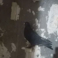 کفتر نر