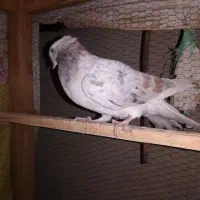 تعدادی کبوترساعتی خوش رنگ|پرنده|شاهرود, |دیوار