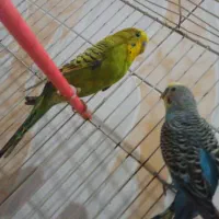 یک جفت مرغ عشق