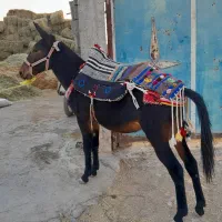 یک راس کره قاطر ماچه هیکلی ودرشت اماده ی سواری|حیوانات مزرعه|شیراز, دروازه اصفهان|دیوار