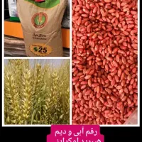 بذر گندم اکراینی آبی  تولید۲۰۲۵|خدمات باغبانی و درختکاری|مریوان, |دیوار
