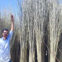 نهال تبریزی۳متری فقط ۱۵هزار