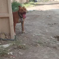 واگذاری سگ پیت بول ماده حامله قیمت توافقی|سگ|کرمان, |دیوار