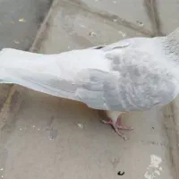 کفتر|پرنده|سبزوار, ابوریحان|دیوار