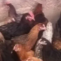 مرغ‌محلی|حیوانات مزرعه|شیراز, گویم|دیوار