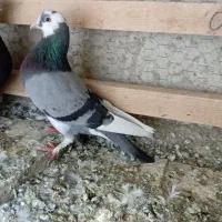 کبوتر گوی شازده ماده