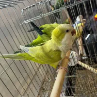 طوطی راهب سبز پسته ای و اپلاین