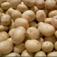 سیب زمینی بذری با راندمان بالا