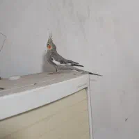 عروس پاریس|پرنده|اهواز, زیتون کارگری|دیوار