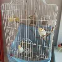 عروس هلندی مولد