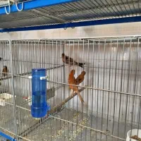 پرنده فروشی طاها|پرنده|فسا, |دیوار