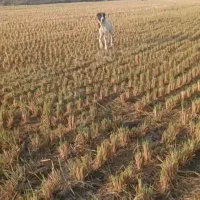 سگ آلابای|سگ|بندر ترکمن, |دیوار