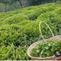 باغ-چای-در-سوستان