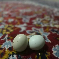 فروش تخم مرغ رنگ سبز نژاد امریکایی ارگانیک|حیوانات مزرعه|سیرجان, |دیوار
