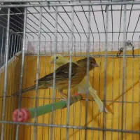 ماده قناری و نر طلایی