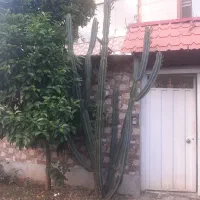 قیمت مناسب گل وگیاه