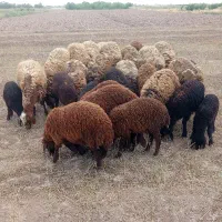 میش و بره