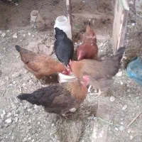 مرغ|حیوانات مزرعه|قره کهریز, |دیوار