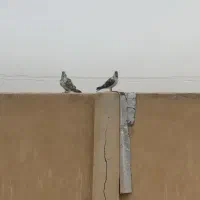 کفتر گم کردم