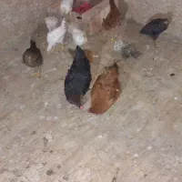 مرغ جوجه