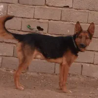 میکس ژرمن و کلپی