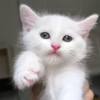 گربه میکس پرشین