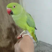 طوطی ملنگو حلقه پا ماده مست مست|پرنده|چهاردانگه (تهران), |دیوار