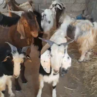 کهره چاق خوش قیمت