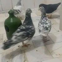 کبوتر
